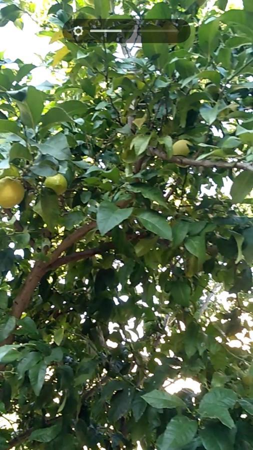 Vila Flora سوساك المظهر الخارجي الصورة